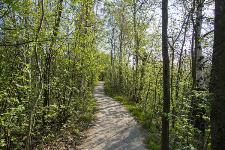 A spring nature  path