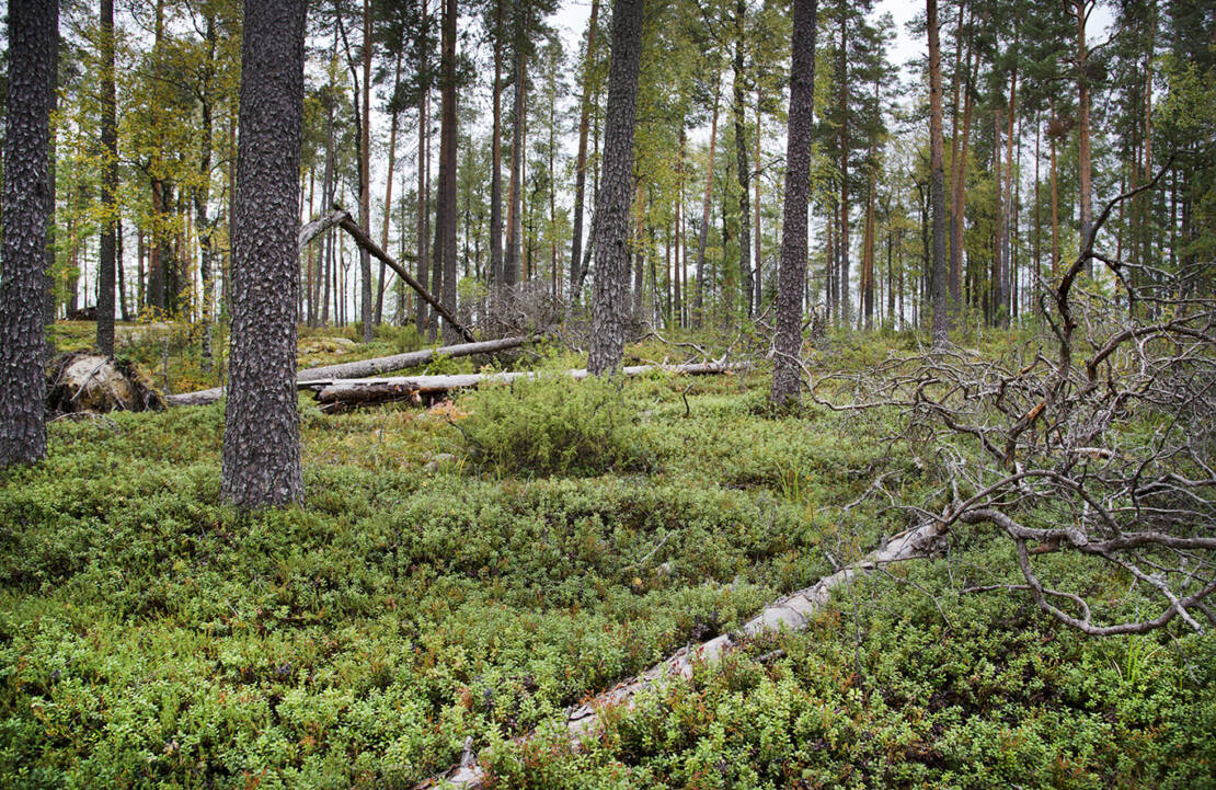 Vanha monimuotoinen metsä