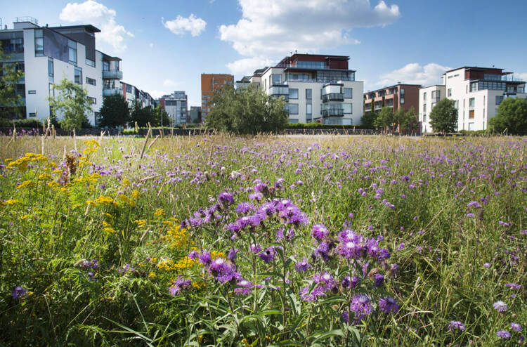 City meadow