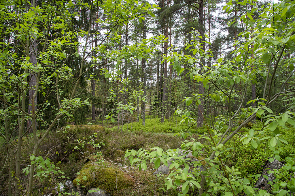 Lähimetsä Espoon Tapiolassa