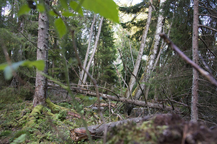 Vanhaa metsää jossa on runsaasti lahopuita